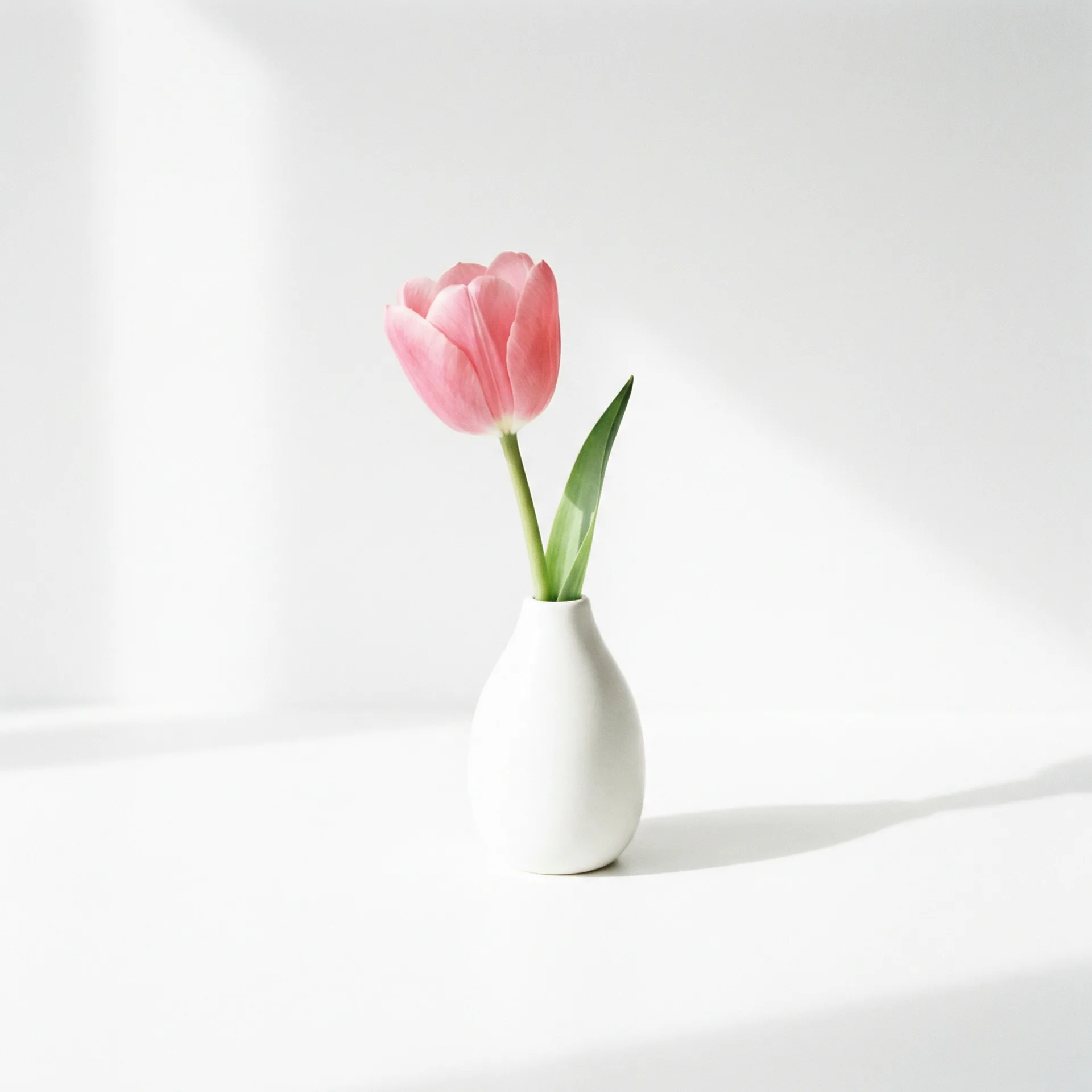 今日推荐粉色郁金香 - 探花网